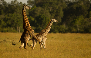 giraffe